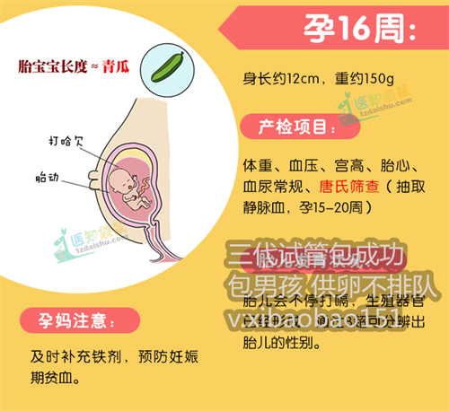 南京代怀价格表东莞,做试管婴儿一般例假第几天检查基础卵泡最好？