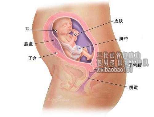 云南哪可以代怀,青岛正规助孕中心,宫腔粘连不治疗可以试管婴儿吗